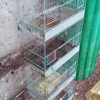 Gabbie voliere per cova