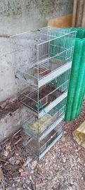 Gabbie voliere per cova