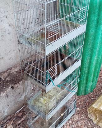 Gabbie voliere per cova