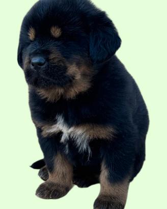 Mastino Tibetano