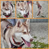 Cucciola d'oro adozione