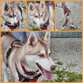 Cucciola d'oro adozione