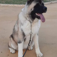 Coppia Akita Americano