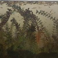 Poecilia wingei (guppy nano o endler)