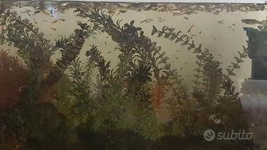 Poecilia wingei (guppy nano o endler)