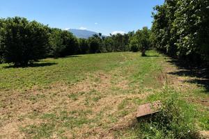 Palestrina - - Carchitti; Vendita Terreno