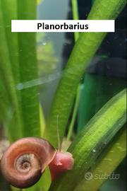 Lumache Planorbarius, Melanoides e Physa Acuta