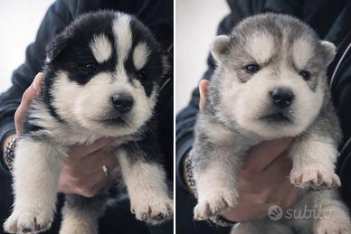 Cuccioli di Husky