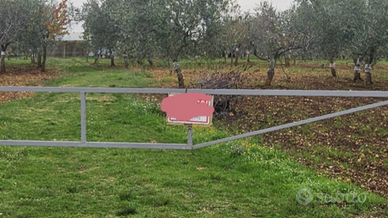 Terreno coltivato a mandorleto e ulivi