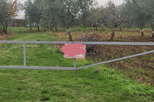 Terreno coltivato a mandorleto e ulivi