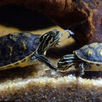 Tartarughe Pseudemys