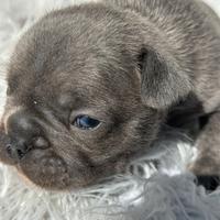 Bulldog francese cuccioli esotici