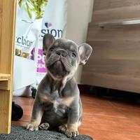 Bulldog francese occhi azzurri