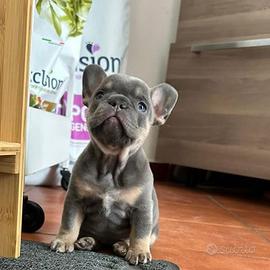 Bulldog francese occhi azzurri