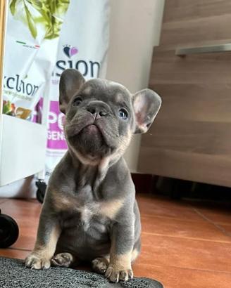 Bulldog francese occhi azzurri
