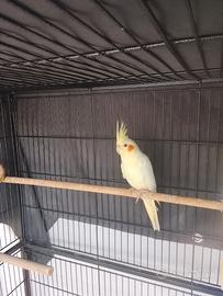Uccelli