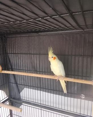 Uccelli
