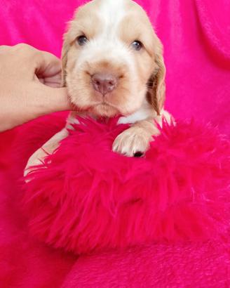 Cocker spaniel inglese fulvo occhi verdi