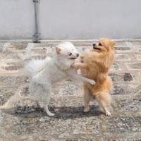 Spitz di Pomerania