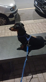 Accoppiamento bassotto nano