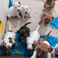 Cuccioli di Amstaff