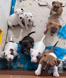 Cuccioli di Amstaff