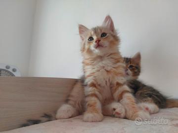 Cuccioli di gatto Siberiano Certificati