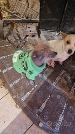 Cucciolo nudo chinese