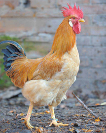 Galli biondi piemontesi