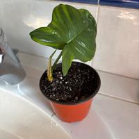 Philodendron Florida Green