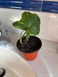 Philodendron Florida Green