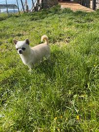 Chihuahua adulto