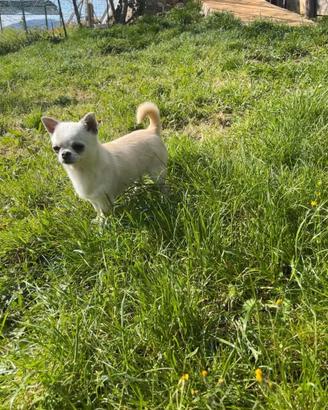 Chihuahua adulto