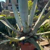 Pianta grassa agave