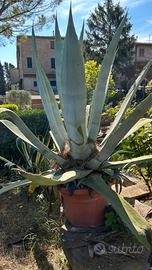 Pianta grassa agave