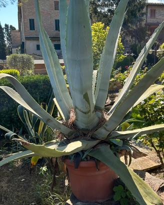 Pianta grassa agave