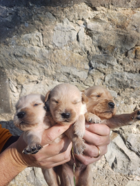 Golden Retriever Angloamericani con Pedigree