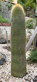 Piante grasse