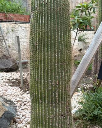 Piante grasse
