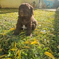 Cuccioli lagotto romagnolo