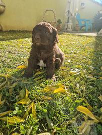 Cuccioli lagotto romagnolo