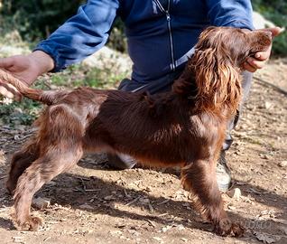 Spaniel tedesco