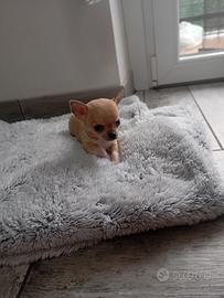 Chihuahua