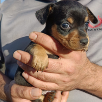 Cuccioli taglia piccola