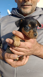 Cuccioli taglia piccola