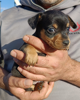 Cuccioli taglia piccola