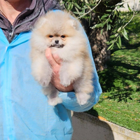 Spitz di Pomerania