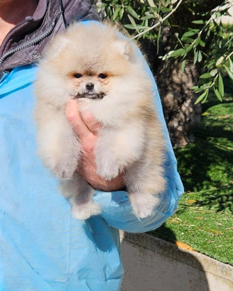 Spitz di Pomerania