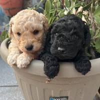 Cuccioli di barboncino