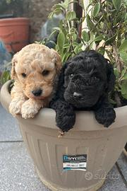 Cuccioli di barboncino
